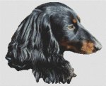 (image for) Thoughtful -Dachshund